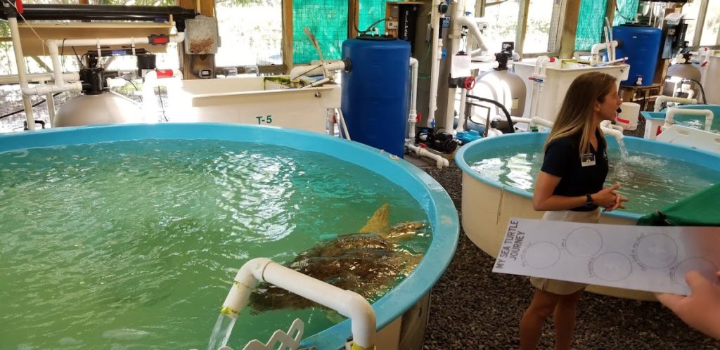 turtle rescue center
