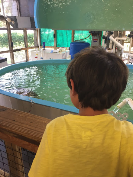 turtle rescue center looking in
