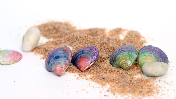 Image for DIY Seashell Earrings